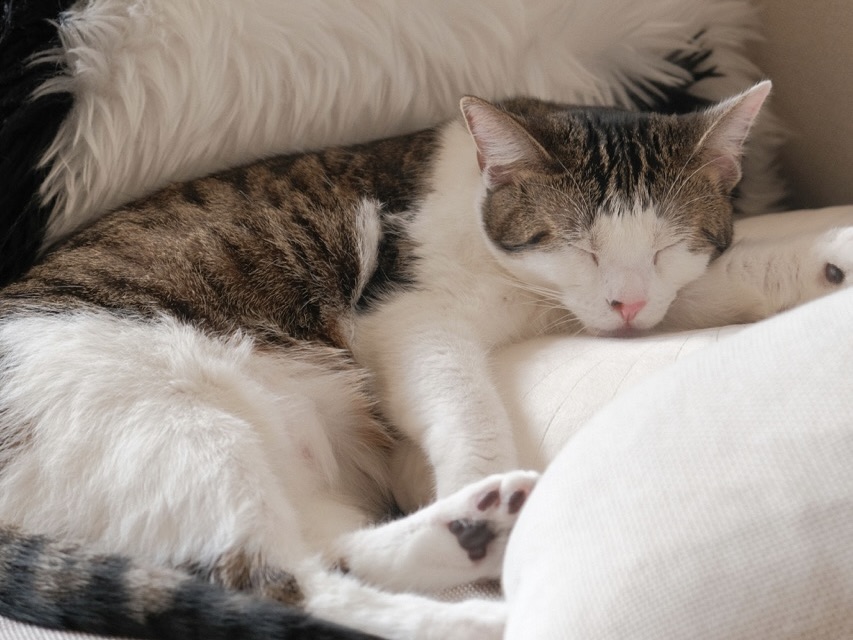 如何預防貓狗 Minoxidil 中毒？