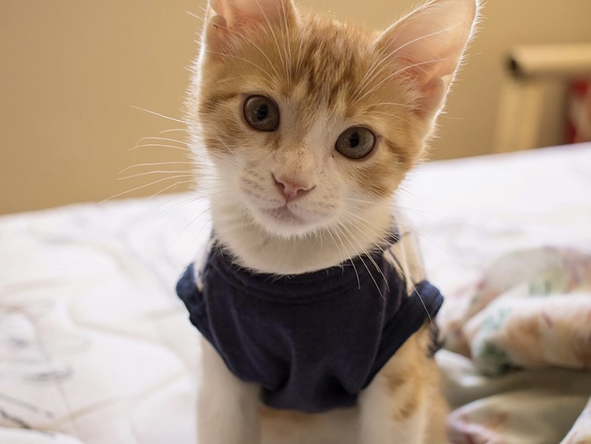 冬天需要讓貓咪穿衣服保暖嗎?