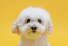 比熊犬好養嗎？比熊犬個性、健康問題與照護重點懶人包