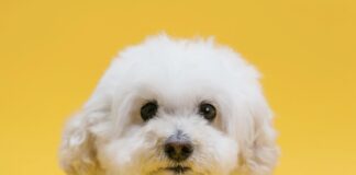 比熊犬好養嗎？比熊犬個性、健康問題與照護重點懶人包