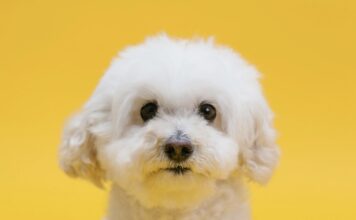 比熊犬好養嗎?比熊犬個性、健康問題與照護重點懶人包 比熊犬好養嗎?比熊犬個性、健康問題與照護重點懶人包