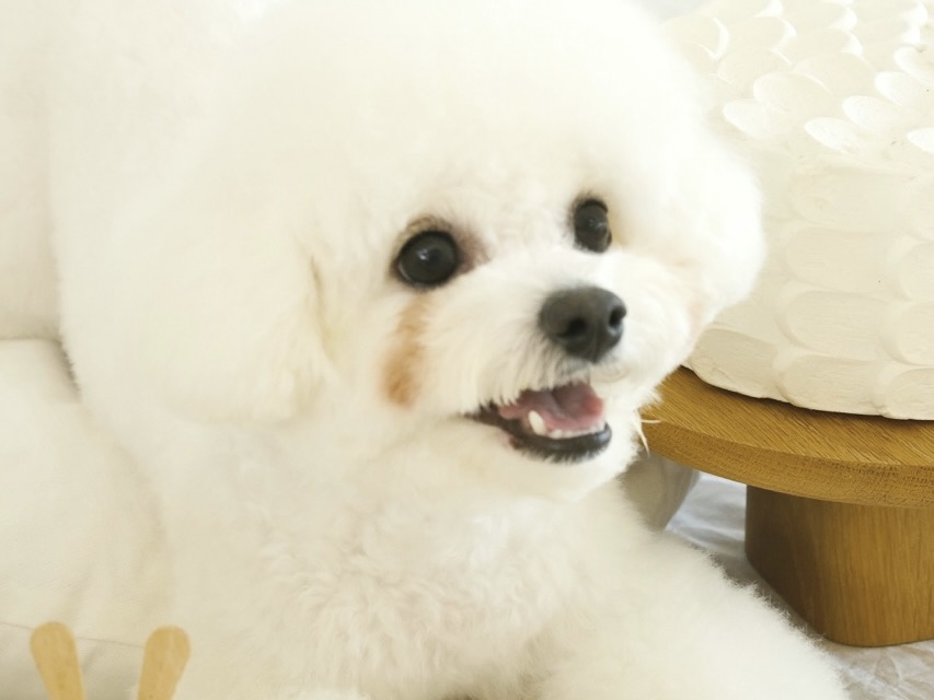 比熊犬常見健康問題