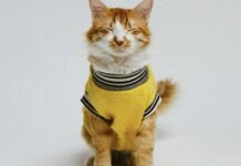 貓咪冬天需要穿衣服保暖嗎?3個貓咪感覺到寒冷的表現 貓咪冬天需要穿衣服保暖嗎?3個貓咪感覺到寒冷的表現