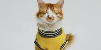 貓咪冬天需要穿衣服保暖嗎？3個貓咪感覺到寒冷的表現