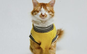 貓咪冬天需要穿衣服保暖嗎？3個貓咪感覺到寒冷的表現