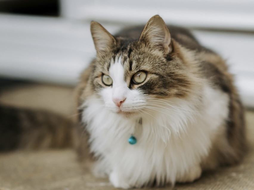 挪威森林貓的壽命與外觀特徵