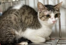 動保處沒入信義區富陽街虐貓案10隻動物，並禁止飼主再認養及飼養犬貓