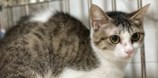 動保處沒入信義區富陽街虐貓案10隻動物，並禁止飼主再認養及飼養犬貓