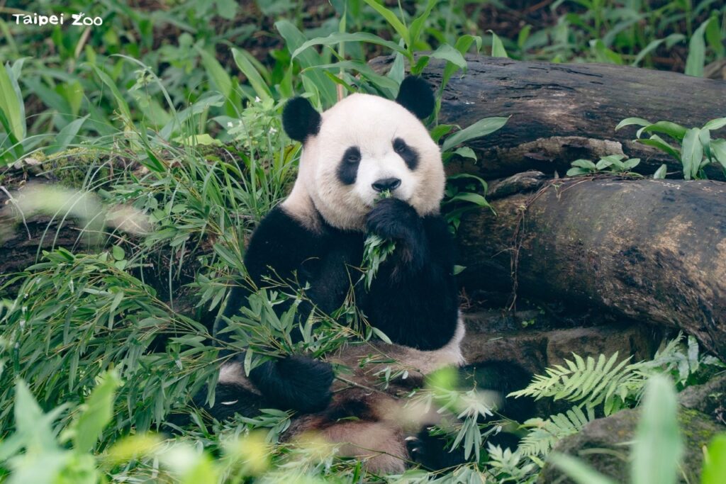 園區內還有一群「冷氣團愛好者」例如擁有一身厚實油性皮毛的大貓貓熊，正開心地享受屬於牠們的天氣！（圖片來源：臺北市立動物園）