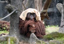 冷氣團來襲！臺北市立動物園啟動「冬日保暖模式」，麻布袋、厚乾草床成動物過冬首選