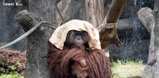 冷氣團來襲！臺北市立動物園啟動「冬日保暖模式」，麻布袋、厚乾草床成動物過冬首選