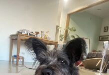 新北市動保處推動「認養後訓犬課程」，專業陪伴助新手飼主安心認養