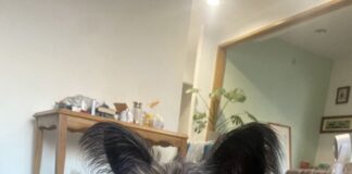 新北市動保處推動「認養後訓犬課程」，專業陪伴助新手飼主安心認養