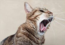 2025年最新FelineVMA貓咪口腔健康與牙齒照護共識指引