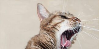 2025年最新FelineVMA貓咪口腔健康與牙齒照護共識指引