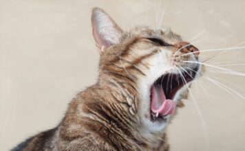 2025年最新FelineVMA貓咪口腔健康與牙齒照護共識指引