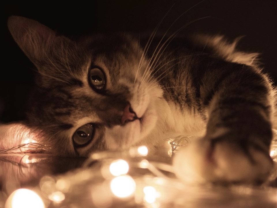 台灣家庭常見的聖誕節佈置,藏著這些對貓有害的元素