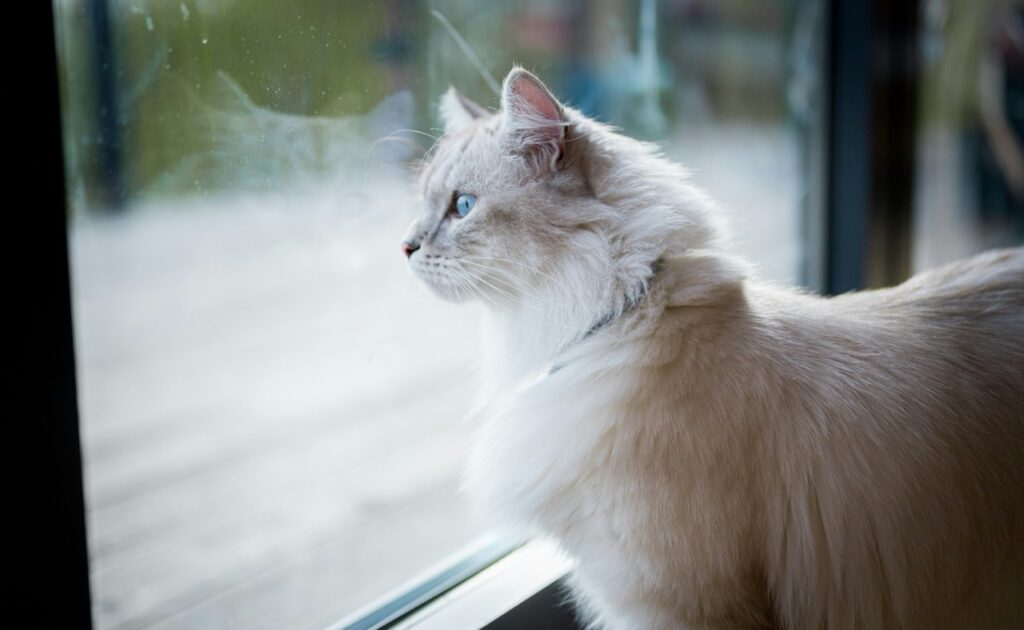 評估貓咪適不適合帶出門旅行的四大核心問題