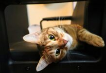 貓咪適合帶出門一起旅行嗎？飼主應該考慮這4大重點！