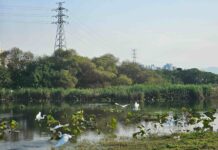 冬日濕地景觀不少鳥類駐足-呈現靜謐柔和的冬季光影（圖片來源：新北市政府高灘處）