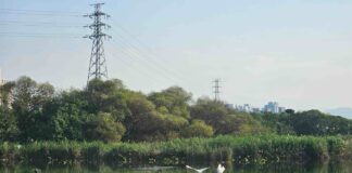 冬日濕地景觀不少鳥類駐足-呈現靜謐柔和的冬季光影（圖片來源：新北市政府高灘處）