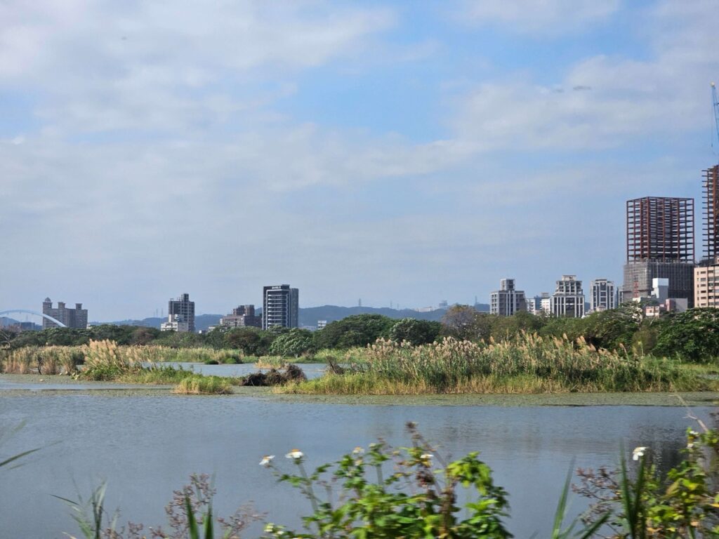 大漢溪沿線河岸不少私密景點長有芒花-賞芒花不必至山上