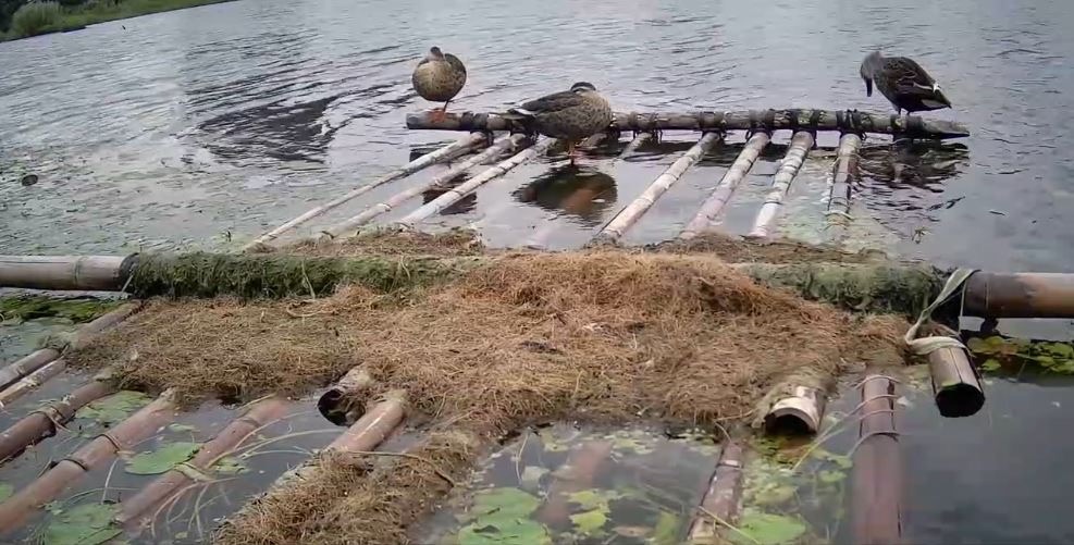 大漢溪濕地除芒花外-另可看到花嘴鴨等冬候鳥(圖片來源:新北市政府高灘處)