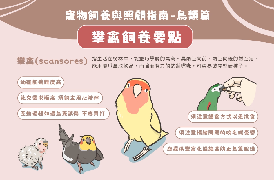 （圖片來源：農業部 寵物飼養與照顧指南-鳥類篇）