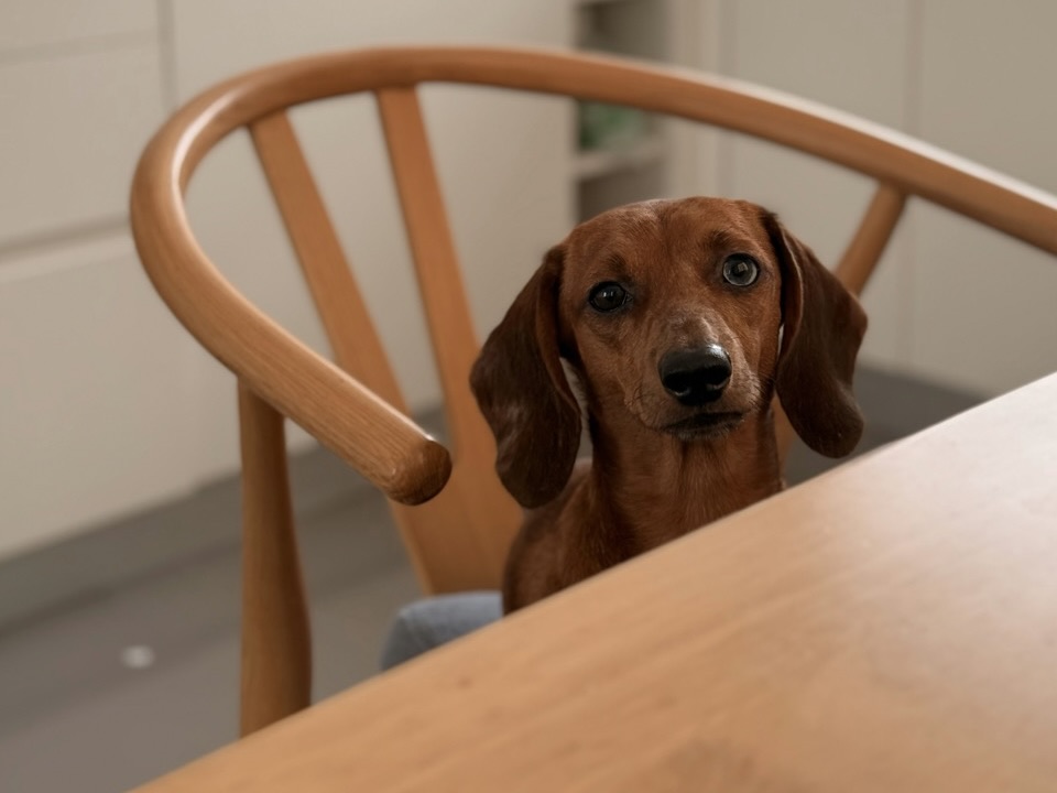 狗狗為什麼會乞食?無心的回應也會強化討食!你可能正在「默默獎勵」牠的行為!
