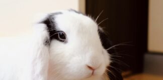 兔子可以活多久？掌握這5大關鍵，讓牠陪你更久！