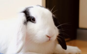 兔子可以活多久？掌握這5大關鍵，讓牠陪你更久！