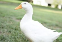 柯爾鴨好養嗎？柯爾鴨飼養環境、飲食與健康照護完整指南