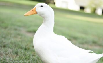 柯爾鴨好養嗎?柯爾鴨飼養環境、飲食與健康照護完整指南 柯爾鴨好養嗎?柯爾鴨飼養環境、飲食與健康照護完整指南