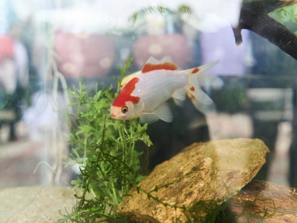 硝酸鹽濃度超過多少會對魚造成危害?