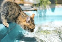貓咪為什麼這麼怕水?原來問題不在「討厭」,而是「恐懼」! 貓咪為什麼這麼怕水?原來問題不在「討厭」,而是「恐懼」!