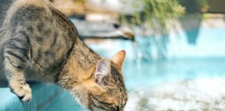 貓咪為什麼這麼怕水？原來問題不在「討厭」，而是「恐懼」！