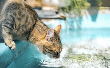 貓咪為什麼這麼怕水？原來問題不在「討厭」，而是「恐懼」！