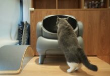 透過智慧裝置提早發現貓咪健康問題，這些日常數據你一定要追蹤！