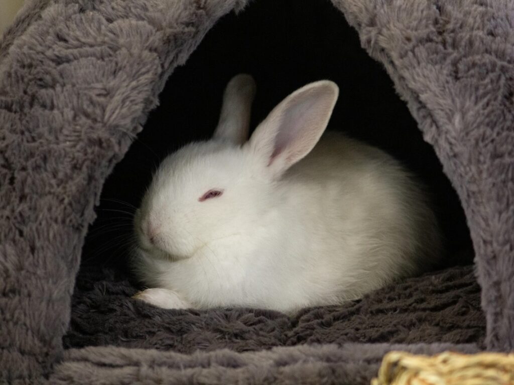 高齡兔的照護注意事項