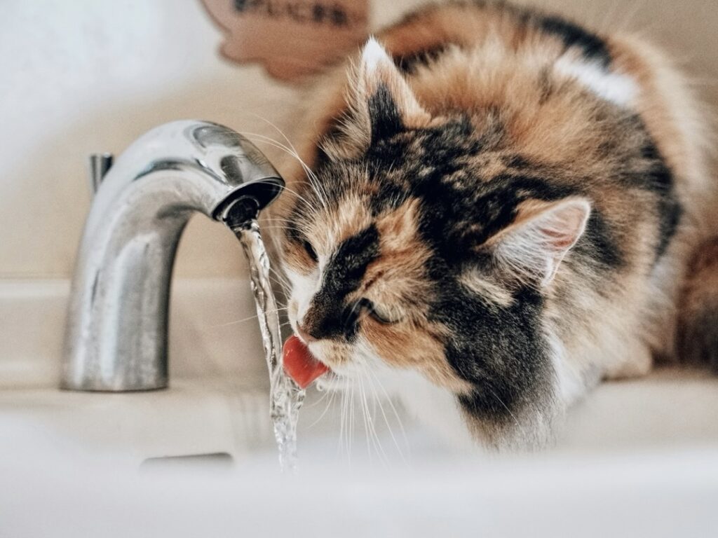 不是每隻貓都怕水?品種差異與個性經驗大不同!