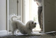 狗狗見到主人就伸懶腰？原來背後藏有這4種行為意涵！