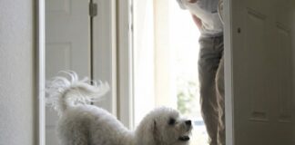 狗狗見到主人就伸懶腰？原來背後藏有這4種行為意涵！