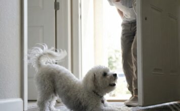 狗狗見到主人就伸懶腰?原來背後藏有這4種行為意涵! 狗狗見到主人就伸懶腰?原來背後藏有這4種行為意涵!