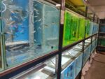 新北市動保處為觀賞魚養殖場檢驗，讓臺灣魚走出國門賺外匯