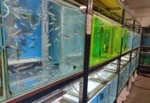 新北市動保處為觀賞魚養殖場檢驗,讓臺灣魚走出國門賺外匯 新北市動保處為觀賞魚養殖場檢驗,讓臺灣魚走出國門賺外匯