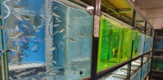 新北市動保處為觀賞魚養殖場檢驗，讓臺灣魚走出國門賺外匯