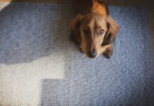 狗狗老是討食？從行為根源改善乞食習慣，打造安定飲食空間