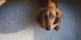 狗狗老是討食？從行為根源改善乞食習慣，打造安定飲食空間