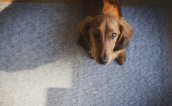 狗狗老是討食？從行為根源改善乞食習慣，打造安定飲食空間