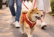 2026年春節營業動物醫院懶人包|全台過年急診資訊一次看,毛孩緊急就醫不慌張! 2026年春節營業動物醫院懶人包|全台過年急診資訊一次看,毛孩緊急就醫不慌張!